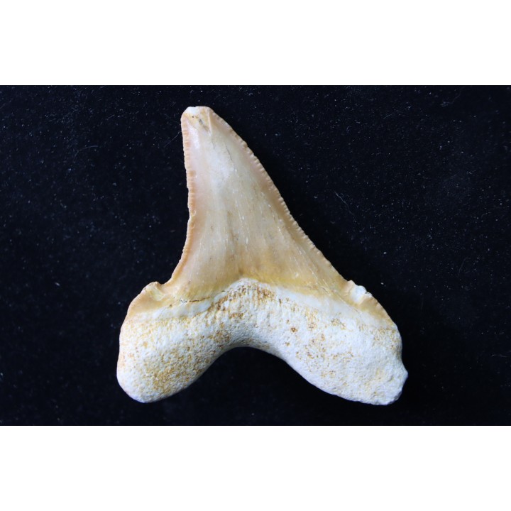 CARCHAROCLES SOKOLOVI
