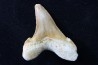 CARCHAROCLES SOKOLOVI