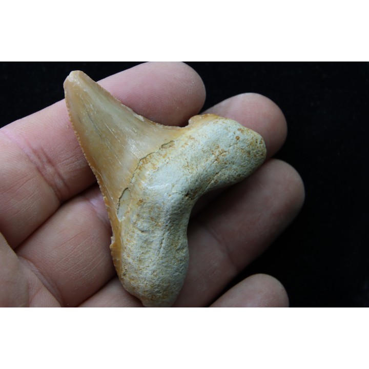 CARCHAROCLES SOKOLOVI