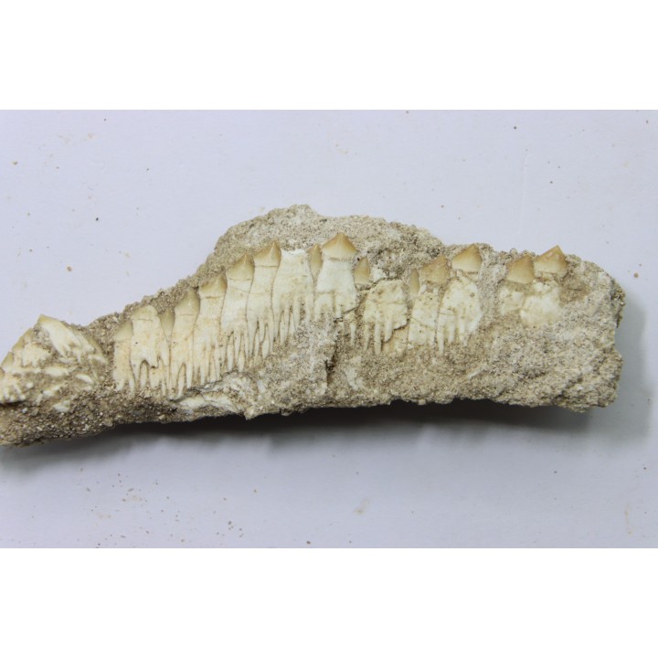 fish: schizorhiza stromeri