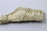 fish: schizorhiza stromeri