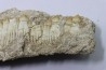 fish: schizorhiza stromeri