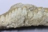 fish: schizorhiza stromeri