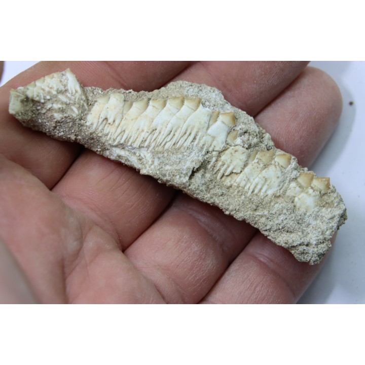 fish: schizorhiza stromeri