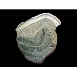 Stromatolithe eocene - Wyoming USA 