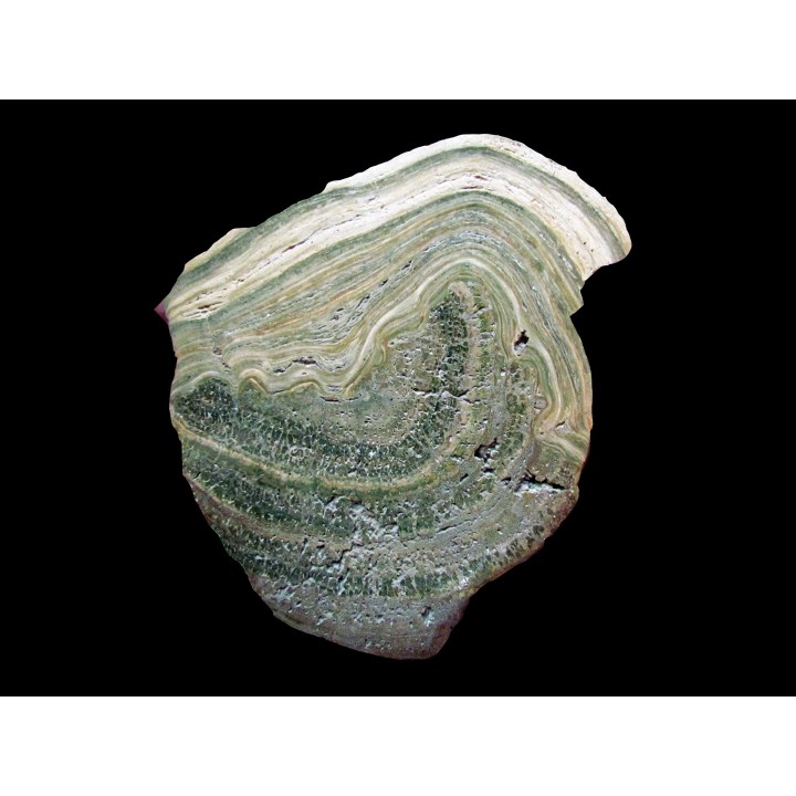Stromatolithe eocene - Wyoming USA 