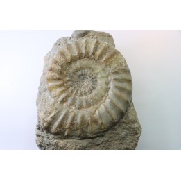 Acanthopleuroceras maugenesti - pliensbachien - Fresney-le-Puceux (14) FRANCE