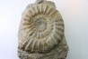 Acanthopleuroceras maugenesti - pliensbachien - Fresney-le-Puceux (14) FRANCE