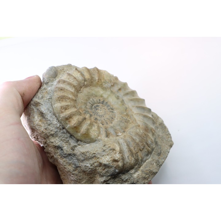 Acanthopleuroceras maugenesti - pliensbachien - Fresney-le-Puceux (14) FRANCE