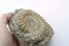 Acanthopleuroceras maugenesti - pliensbachien - Fresney-le-Puceux (14) FRANCE