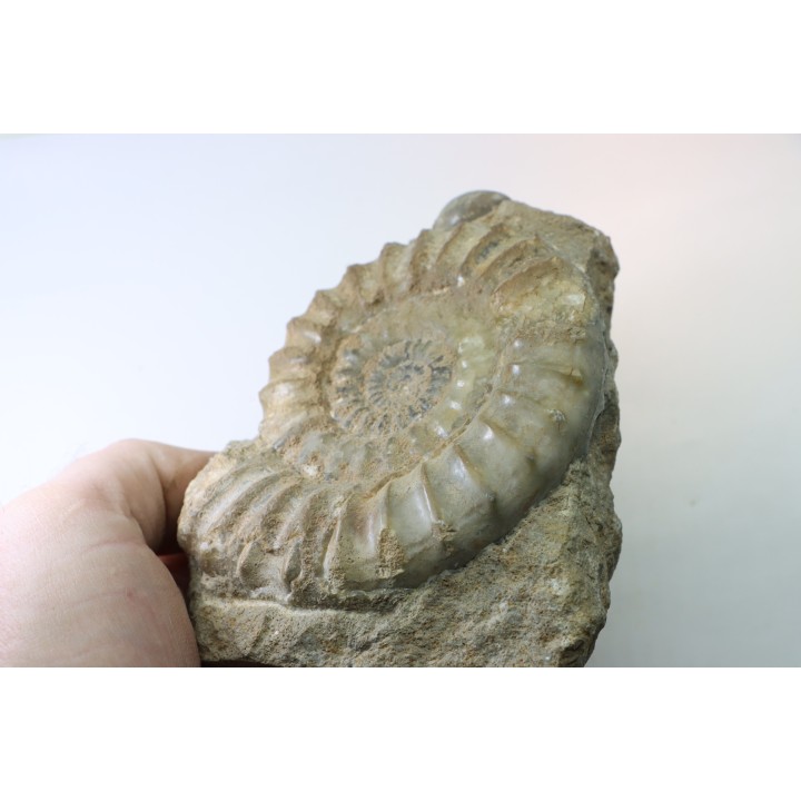 Acanthopleuroceras maugenesti - pliensbachien - Fresney-le-Puceux (14) FRANCE