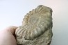 Acanthopleuroceras maugenesti - pliensbachien - Fresney-le-Puceux (14) FRANCE