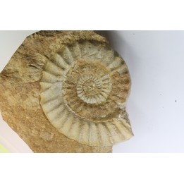 Acanthopleuroceras maugenesti - pliensbachien - Fresney-le-Puceux (14) FRANCE