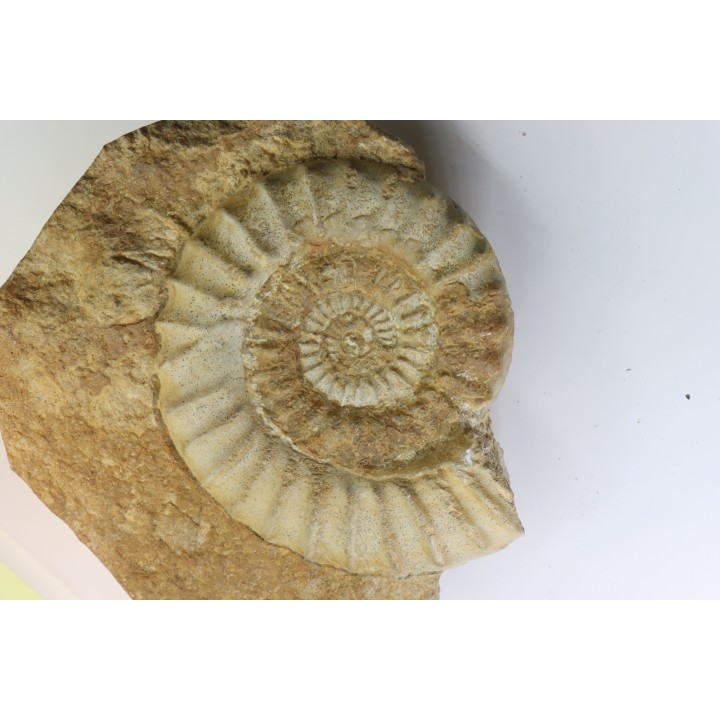 Acanthopleuroceras maugenesti - pliensbachien - Fresney-le-Puceux (14) FRANCE