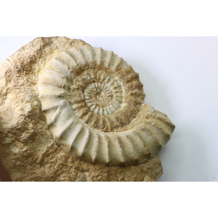 Acanthopleuroceras maugenesti - pliensbachien - Fresney-le-Puceux (14) FRANCE