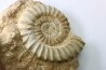 Acanthopleuroceras maugenesti - pliensbachien - Fresney-le-Puceux (14) FRANCE