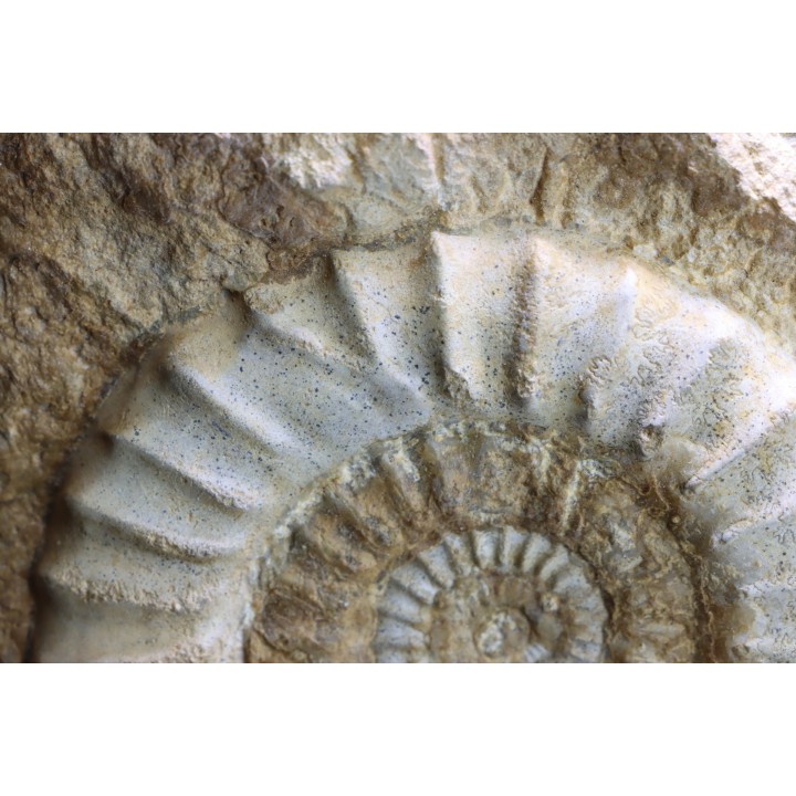 Acanthopleuroceras maugenesti - pliensbachien - Fresney-le-Puceux (14) FRANCE