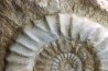 Acanthopleuroceras maugenesti - pliensbachien - Fresney-le-Puceux (14) FRANCE