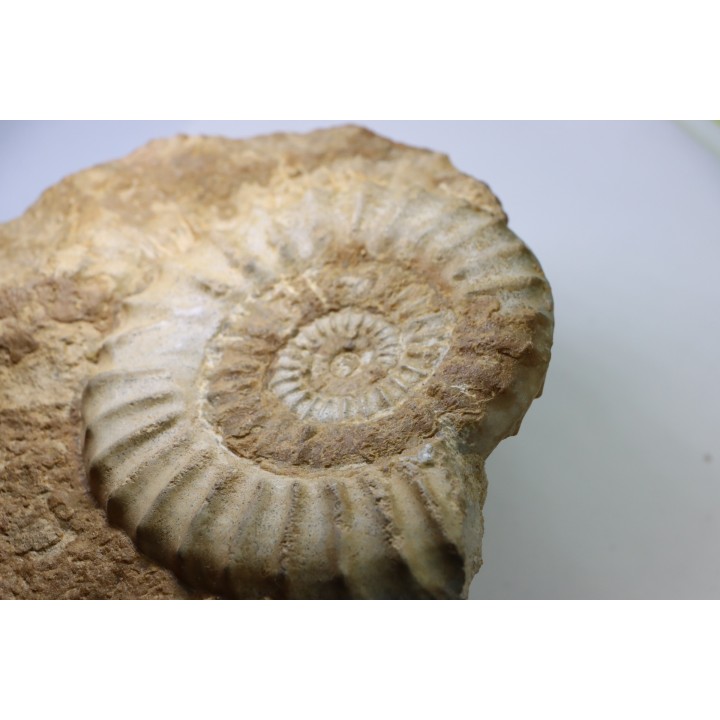 Acanthopleuroceras maugenesti - pliensbachien - Fresney-le-Puceux (14) FRANCE