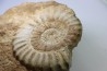 Acanthopleuroceras maugenesti - pliensbachien - Fresney-le-Puceux (14) FRANCE