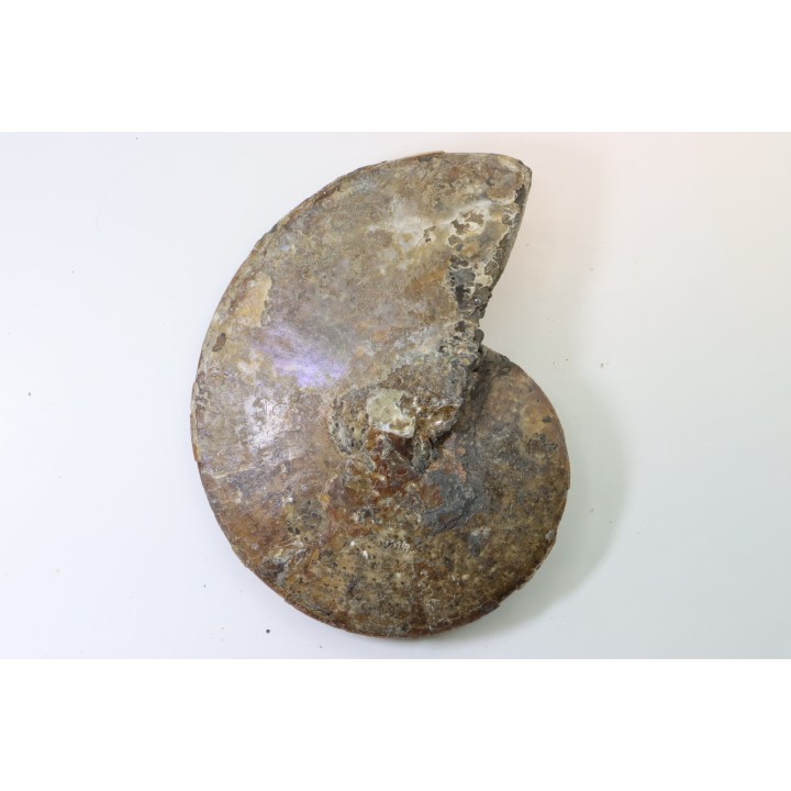 Sphenodiscus lenticularis (Owen, 1852) - Maestrichtien - Dakota - USA