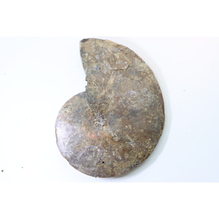 Sphenodiscus lenticularis (Owen, 1852) - Maestrichtien - Dakota - USA