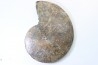 Sphenodiscus lenticularis (Owen, 1852) - Maestrichtien - Dakota - USA