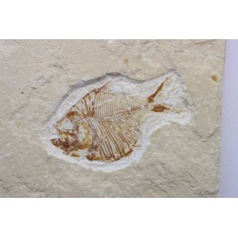 DIPLOMYSTUS BIRDI - Cenomanian - Haquel, Byblos, LIBANON
