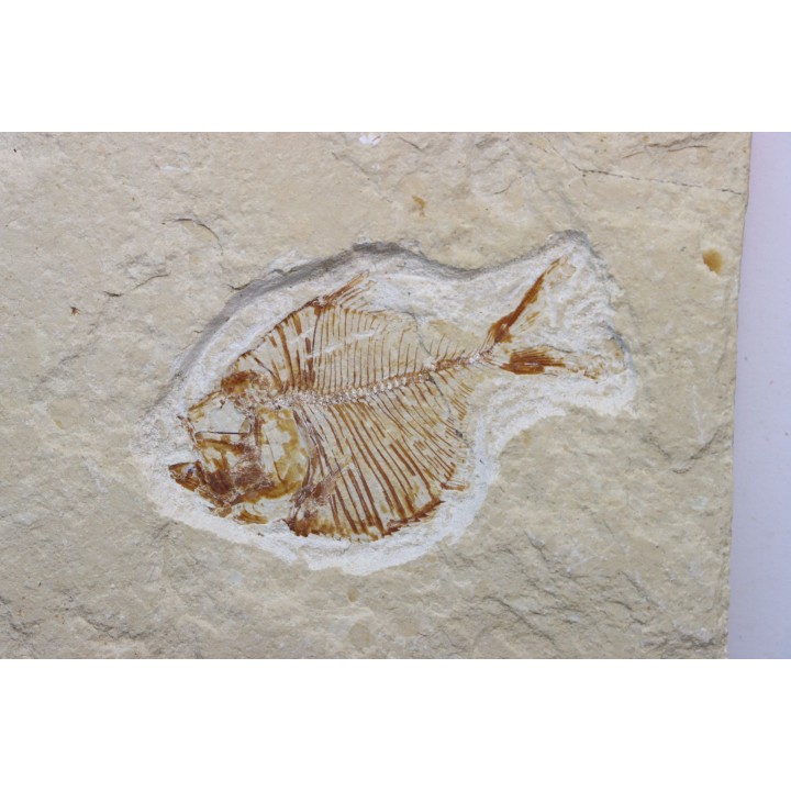 DIPLOMYSTUS BIRDI - Cenomanian - Haquel, Byblos, LIBANON