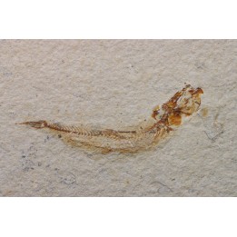 GAUDRYELLA GAUDRYI - Cenomanian - Hgula, Byblos - LIBANON