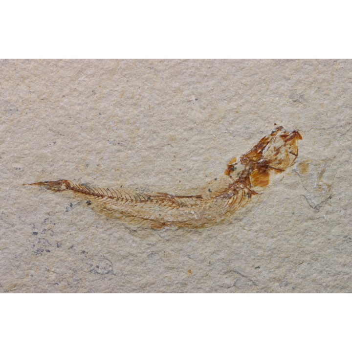 GAUDRYELLA GAUDRYI - Cenomanian - Hgula, Byblos - LIBANON