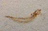 GAUDRYELLA GAUDRYI - Cenomanian - Hgula, Byblos - LIBANON