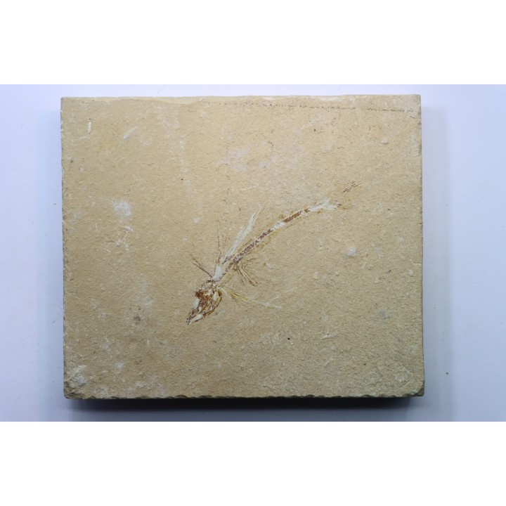 Telepholis tenuis (flying fish) - Cenomanian - Haquel, Byblos - LIBANON