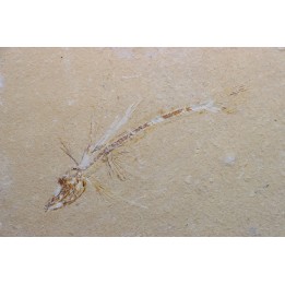 Telepholis tenuis (poisson volant) - Cenomanien - Haquel, Byblos - LIBAN