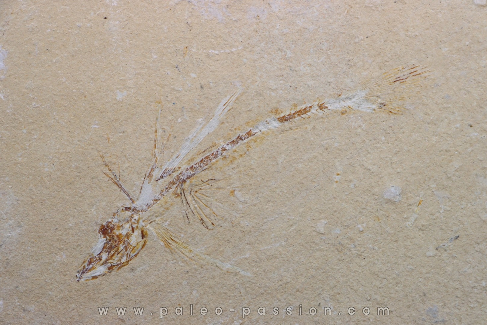 Telepholis tenuis (flying fish) - Cenomanian - Haquel, Byblos - LIBANON