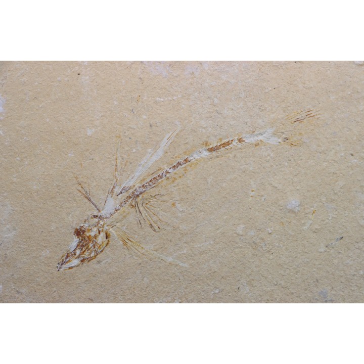 Telepholis tenuis (flying fish) - Cenomanian - Haquel, Byblos - LIBANON