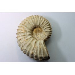 Newboldiceras asiaticum - Cenomanian - Atsimo- Andrefana, Madagascar
