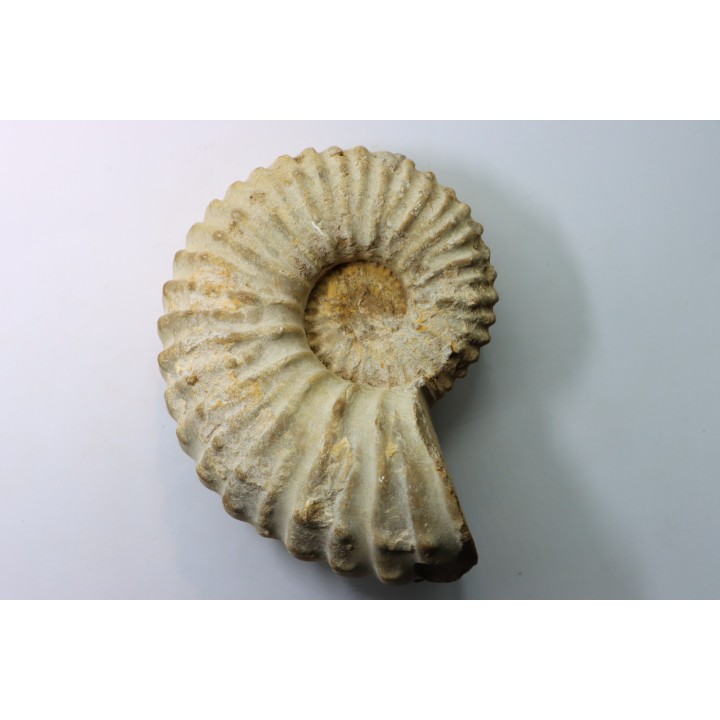 Newboldiceras asiaticum - Cenomanian - Atsimo- Andrefana, Madagascar