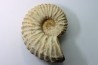 Newboldiceras asiaticum - Cenomanian - Atsimo- Andrefana, Madagascar