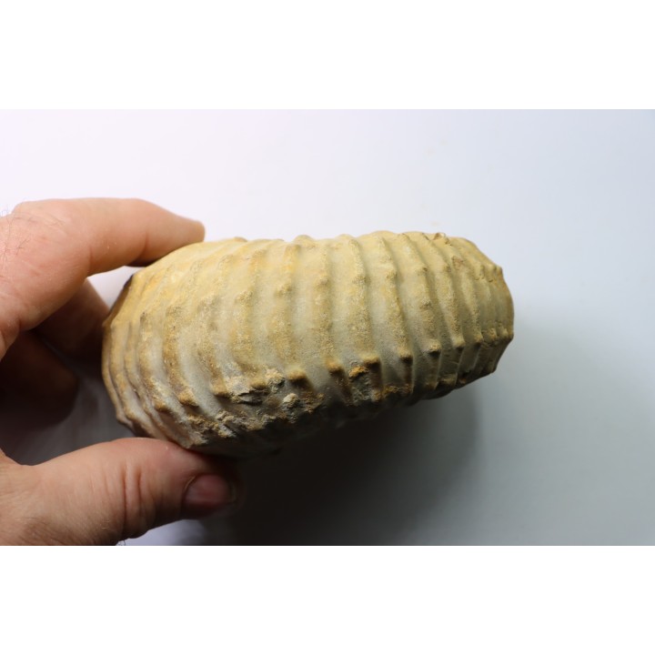 Newboldiceras asiaticum - Cenomanian - Atsimo- Andrefana, Madagascar