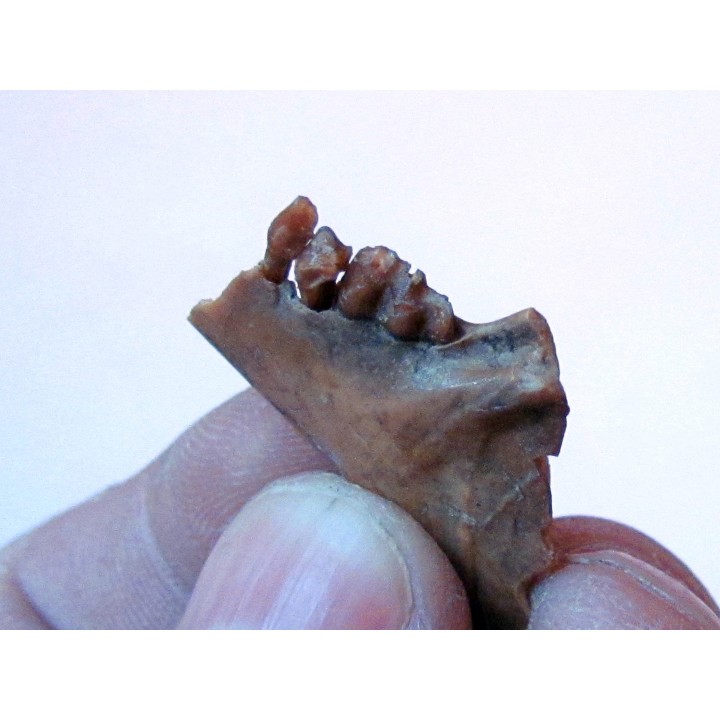 CAINOTHERIUM sp.