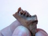 CAINOTHERIUM sp.