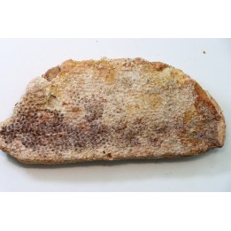 Morceau de rostre avec restes dermique - Onchopristis numidus - CENOMANIEN - Kem Kem, MAROC