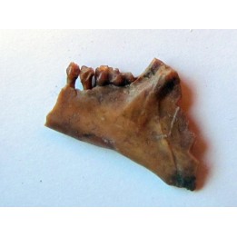 CAINOTHERIUM sp.