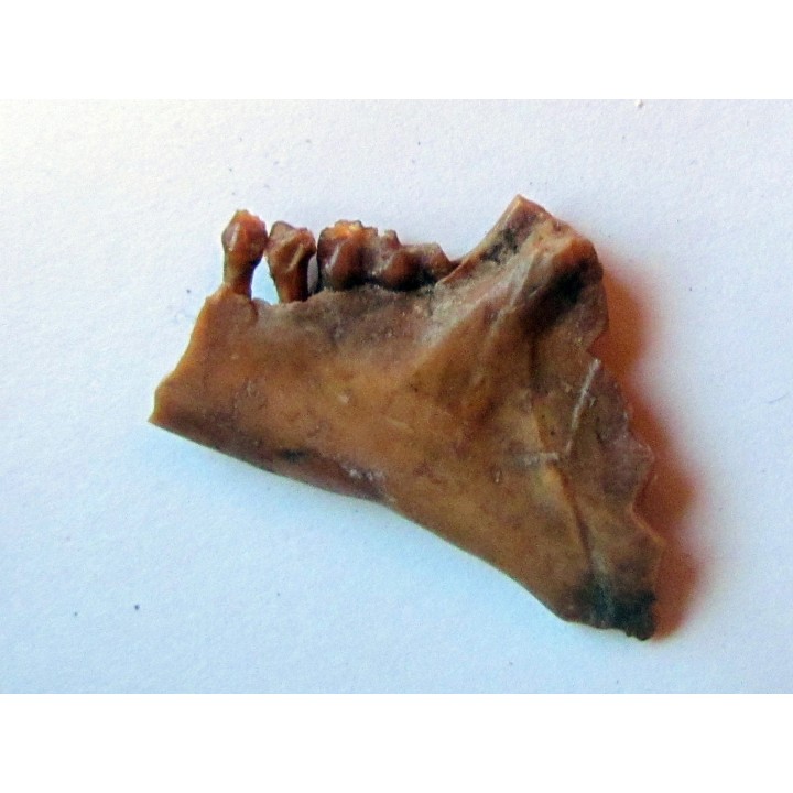 CAINOTHERIUM sp.