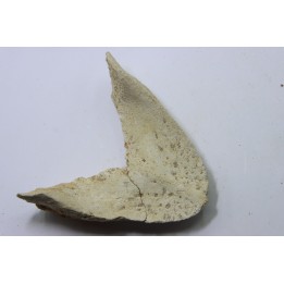 MANDIBULE of  SEA TURTTLE: Eclaste sp. - Paleocene -Maroc  Oued Zem - Morocco