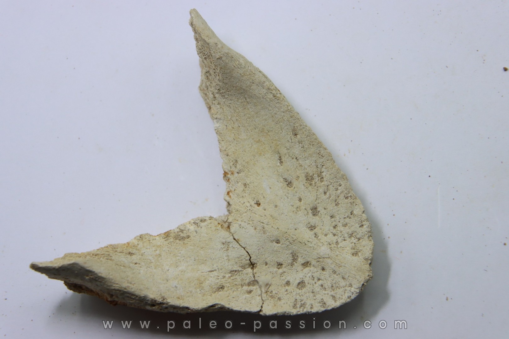 MANDIBULE DE TORTUE MARINE: Eclaste sp. - Paléocène - Oued Zem - Maroc