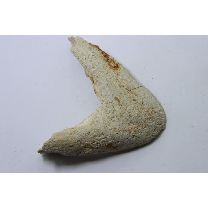 MANDIBULE of  SEA TURTTLE: Eclaste sp. - Paleocene -Maroc  Oued Zem - Morocco