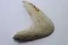 MANDIBULE DE TORTUE MARINE: Eclaste sp. - Paléocène - Oued Zem - Maroc