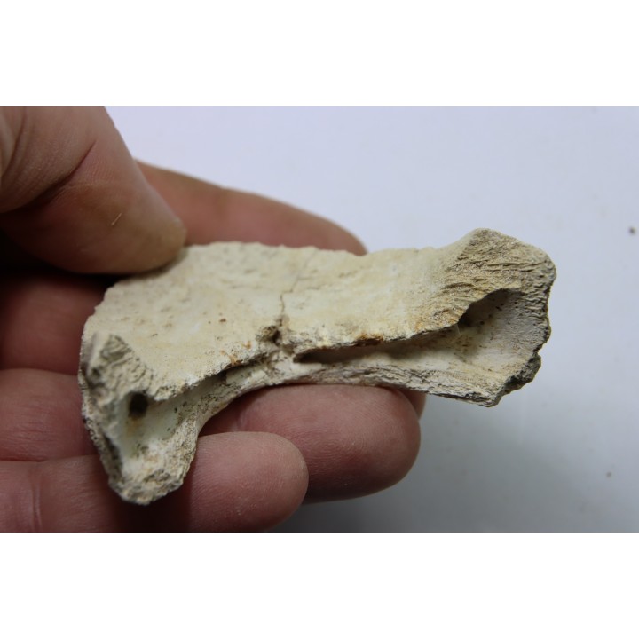 MANDIBULE of  SEA TURTTLE: Eclaste sp. - Paleocene -Maroc  Oued Zem - Morocco